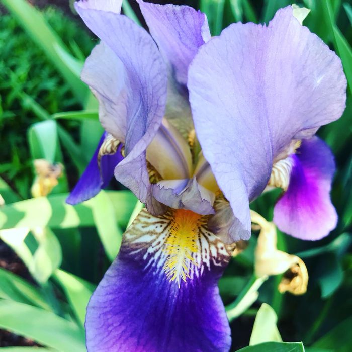 Ирисы разных цветов