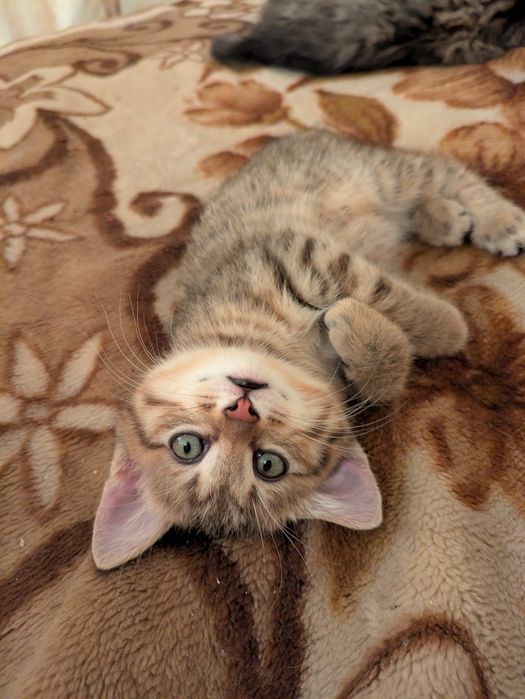 Котенок -рысенок. Курильский бобтейл. Аа