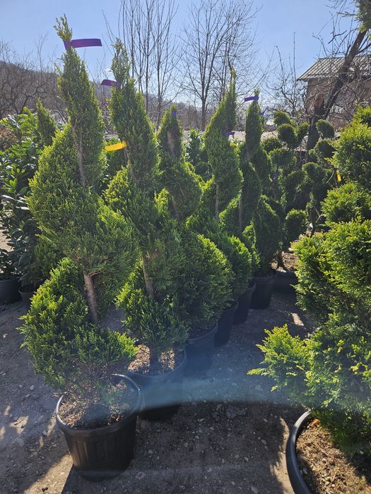 Laur bună photinia bonzai spirale yuca photinia