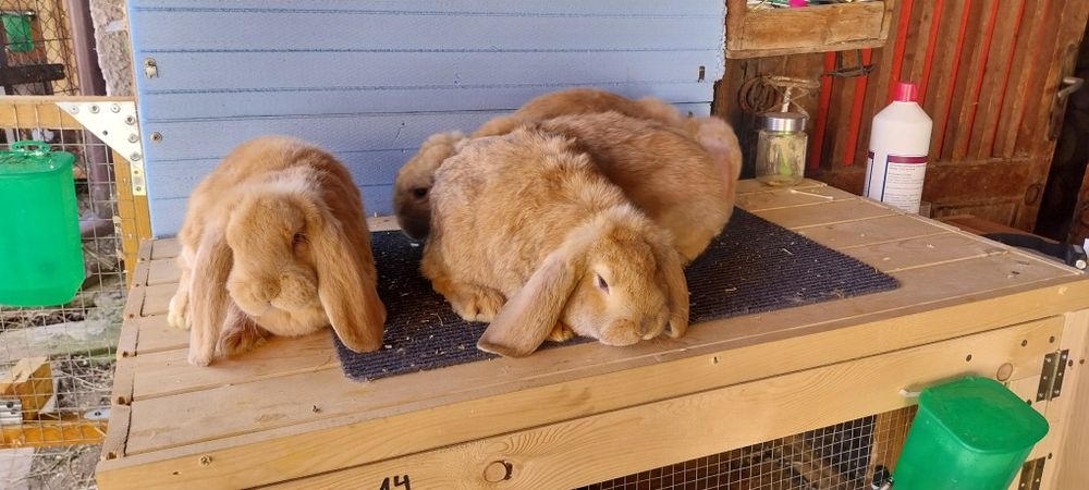 Френски кочоват заек зайци