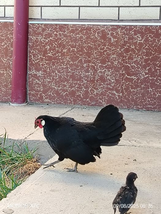 Oq zirak bir juft Xo'roz va tovuqg'i bilan sotiladi