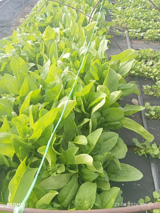 Зелёный лук , Шпинат