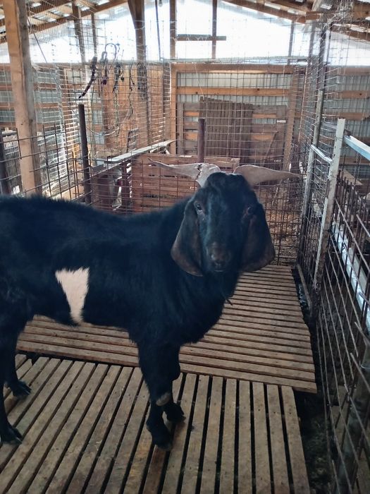 Vând țap Anglo nubian și Alpin Francez și iezi Alpin Francez