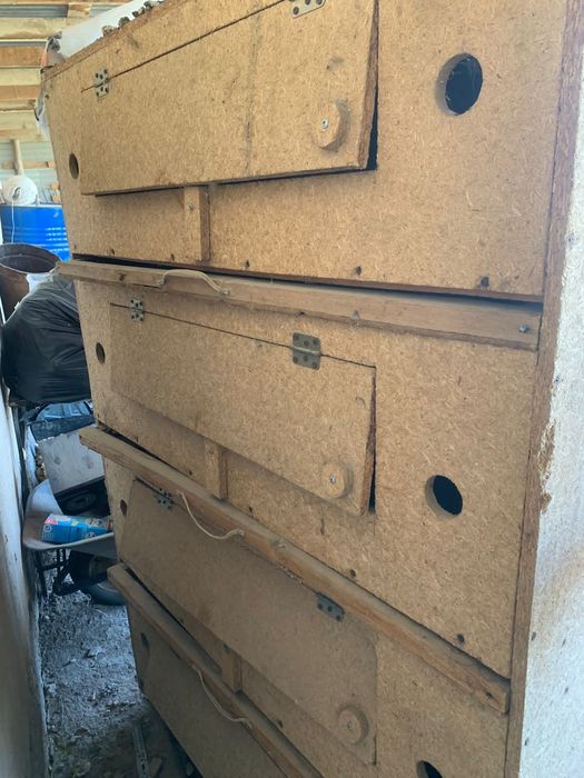 брудер сатылады жагдайы жаксы