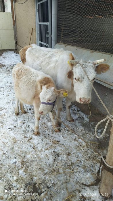 Сиыр бұзаумен сатылады