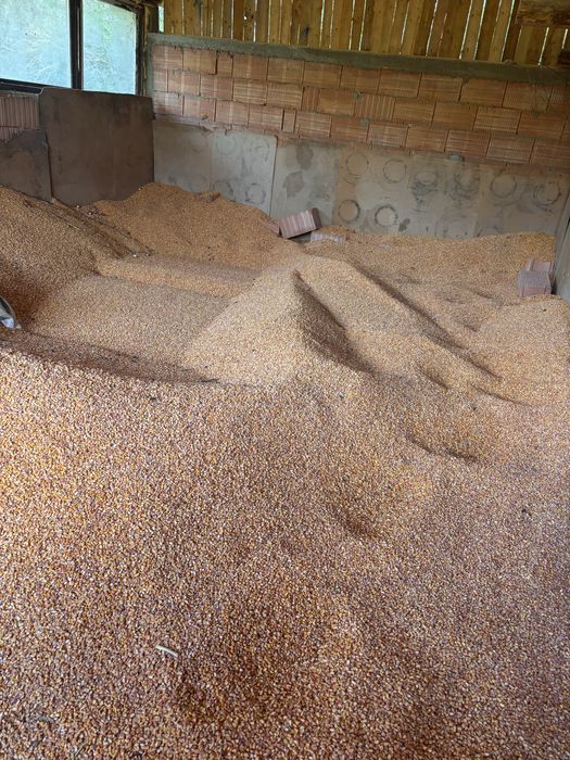 Vând cereale – porumb boabe, triticale și orzoaică