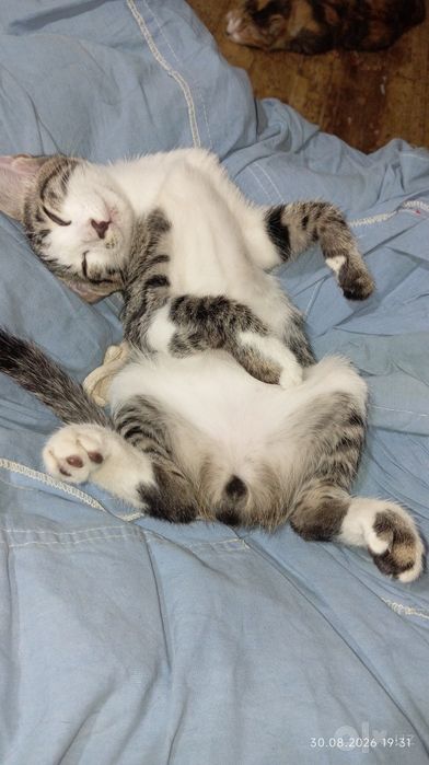 Отдам котёнка в добрые руки