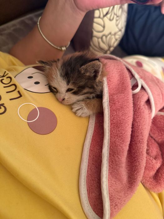 Котенок маленький