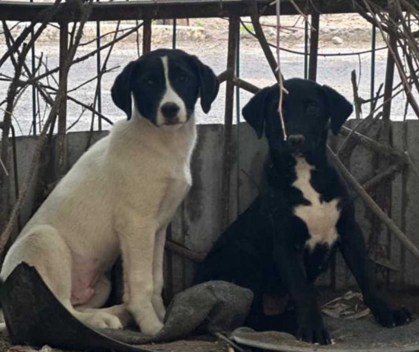 Күшіктер - Щенки (3-4 месяца)