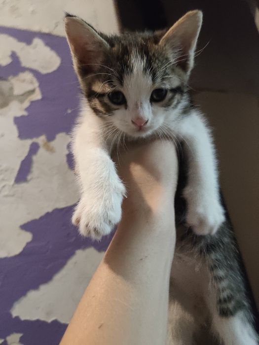 Котенок маленький