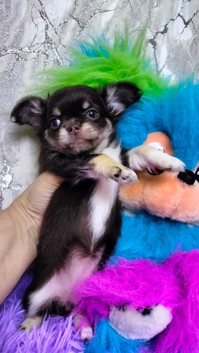 Продаются щенки чихуахуа