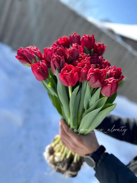 Тюльпаны к 8 марта