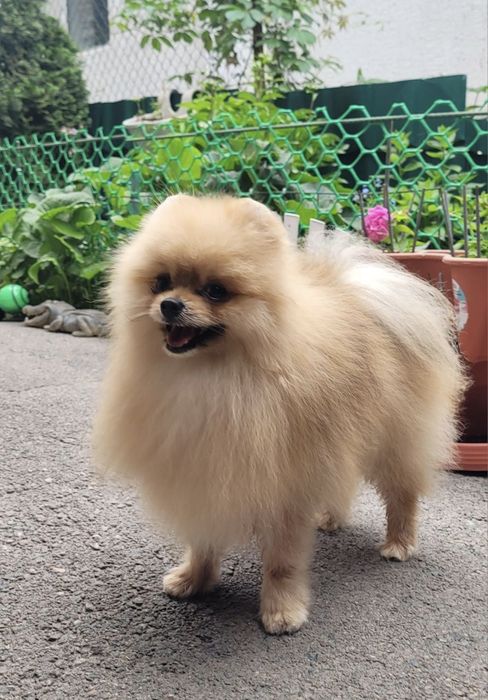 Жених Кевин на вязку