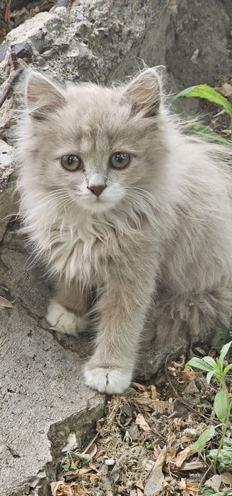Отдам котят даром