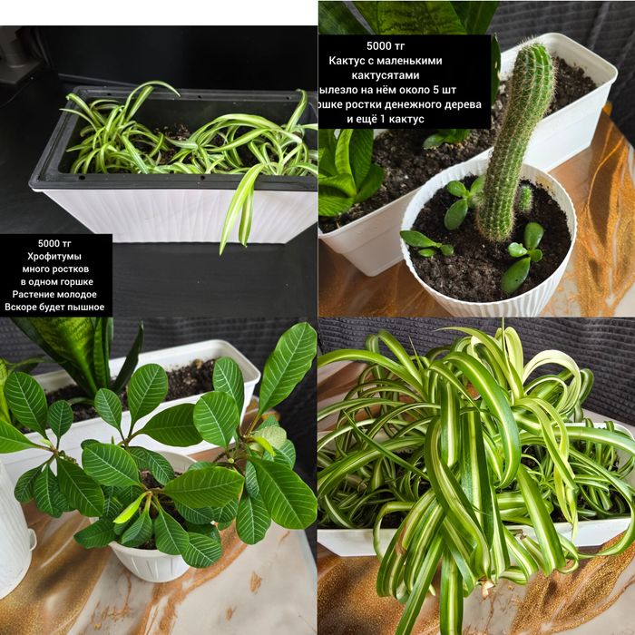 Комнатные растения цветы