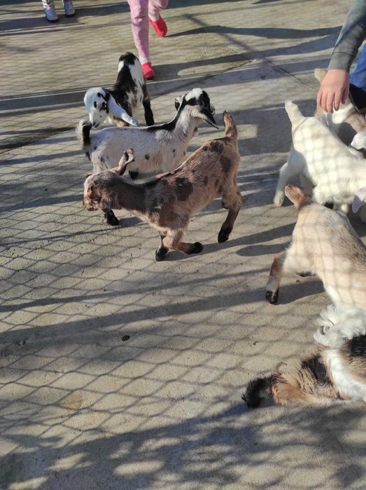 Vind iezi de anglo nubian