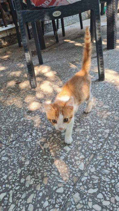 Подарявам котенца