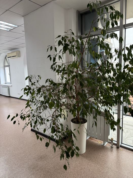 Цветы большие , каждый 20 тыс тг, рост 160 см