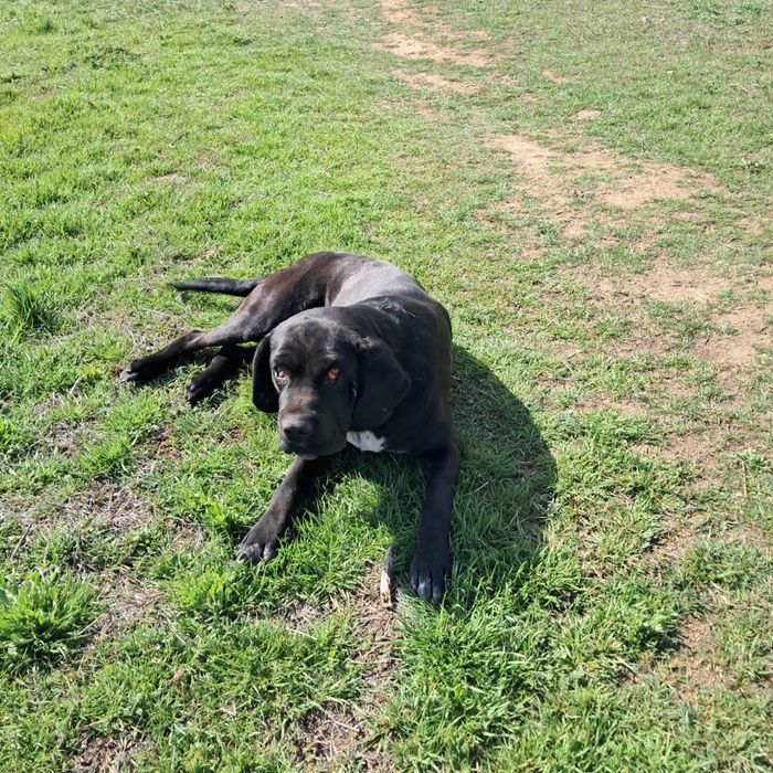 Продам лабрадора