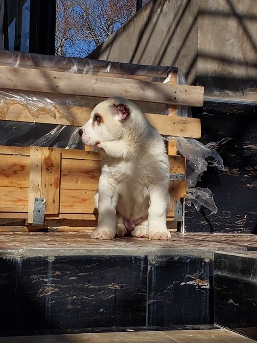 Продаётся алабай