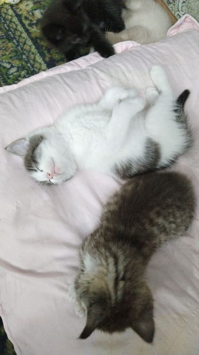 Отдам даром котяток