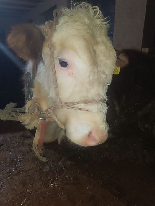 Сотиладиган буқалар