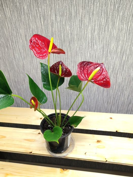 Продам Антуриум Саксес ред