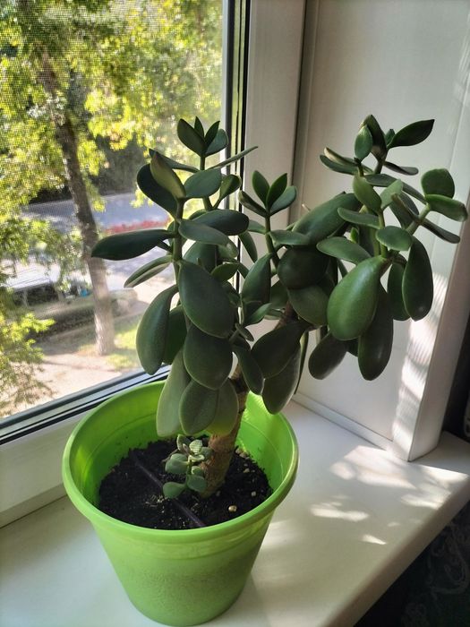 Цветы комнатные.