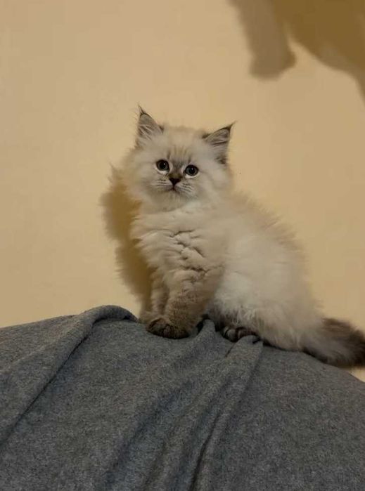Котета Нева Маскарадна