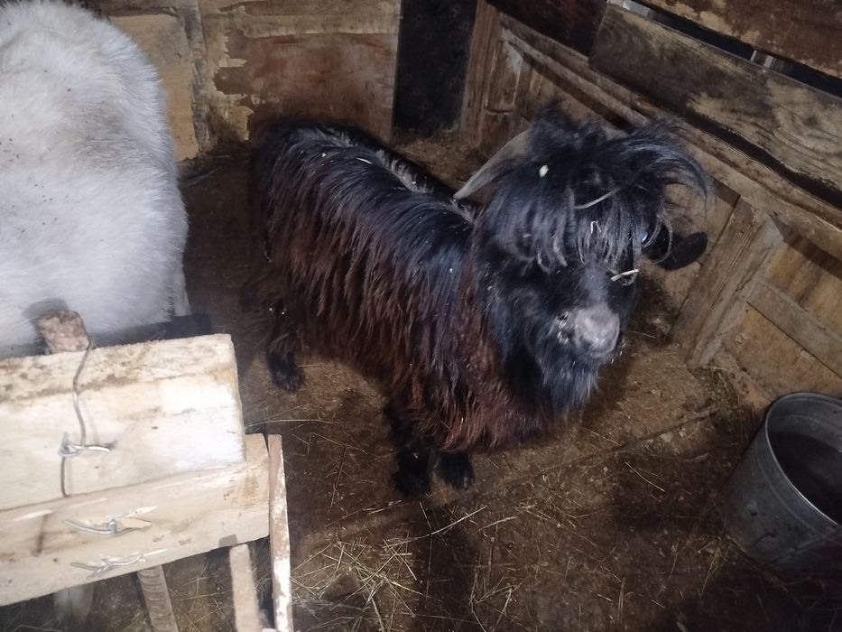 Теке сатылады дені сау