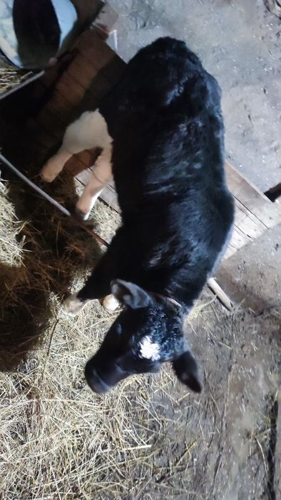 Теленок бычок 7 дней