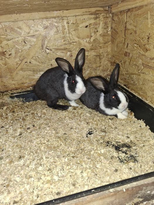 Iepuri Hycole francez