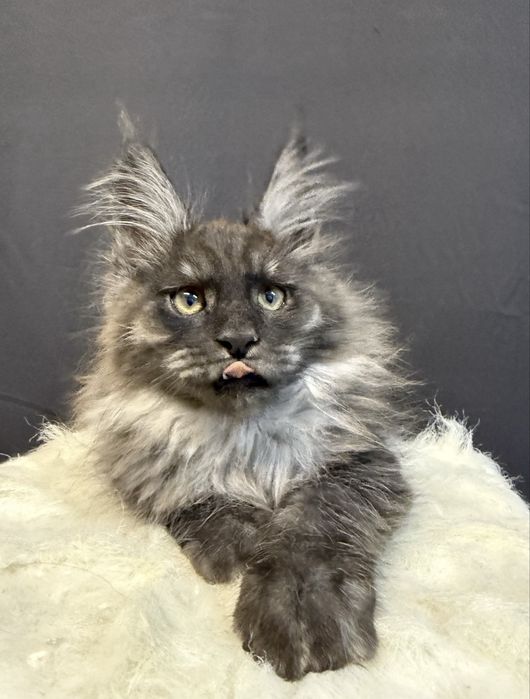 Pui Maine Coon superb