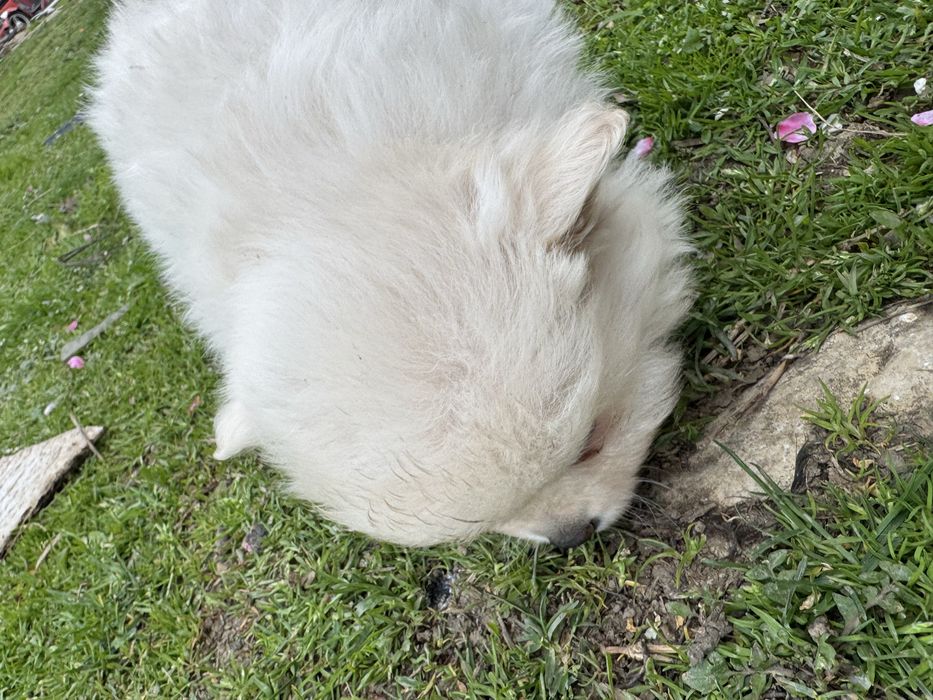 Мини померани