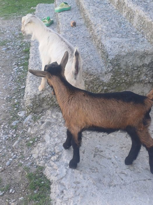 Альпийский лақтар сатылады