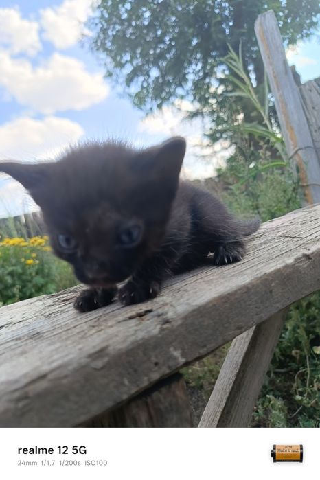 Отдам котят в добрые руки