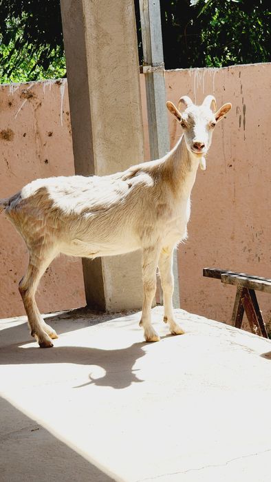 Echki sotiladi Afgʻon echki sotiladi