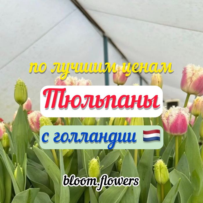 Тюльпаны предзаказ к 8 марта, самая лучшая цена