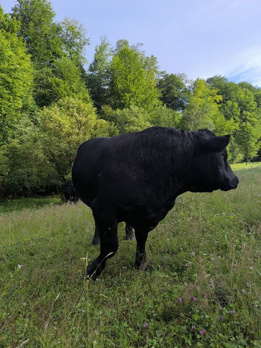 Vând Tăuras  Black ANGUS