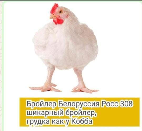 Цыплята несушек ломан браун, бройлеров