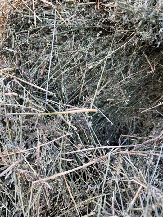 Жоңышқа сатылады