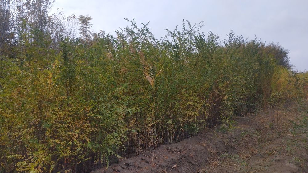 Саксовул  ( saksovul ) декларативный дарахтлар