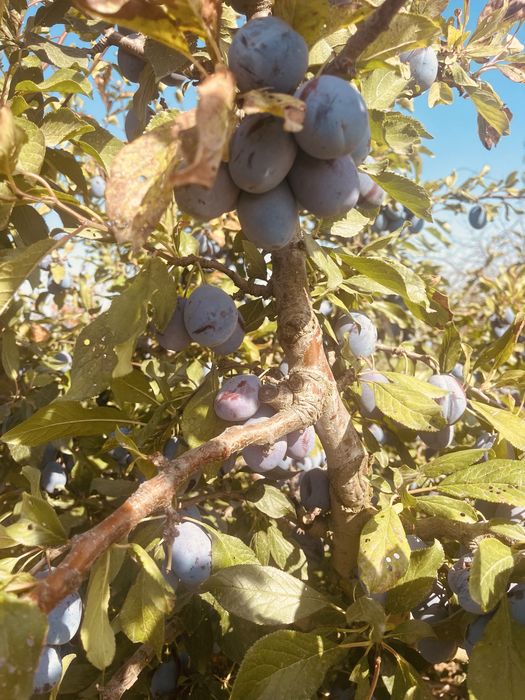 Prune stanley si anashpet