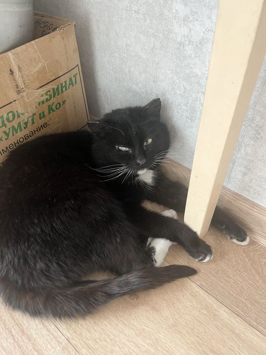 Отдам кота в хорошие руки