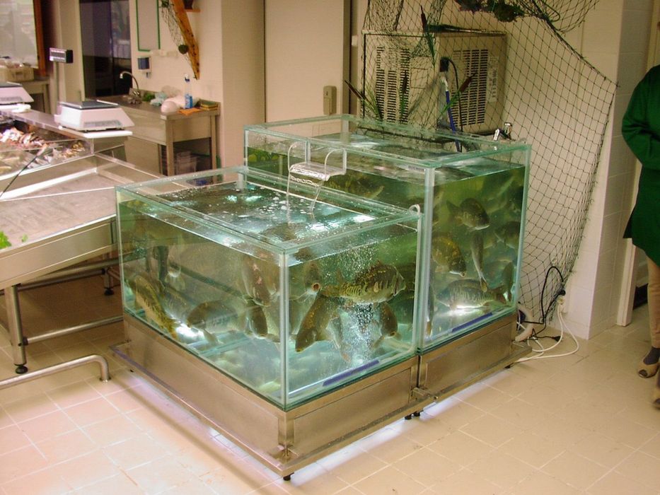 Стеклянная вана для продажа живая рыба