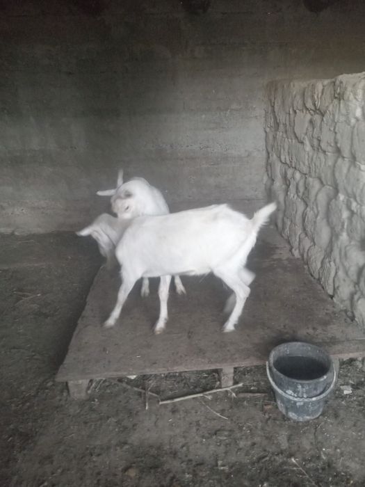 Продам 2 козлов камолых