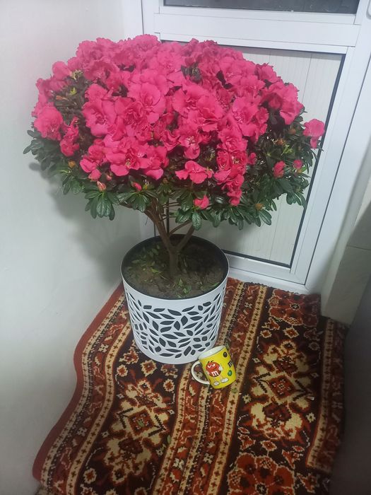 Цветы Азалия большой в Сергели