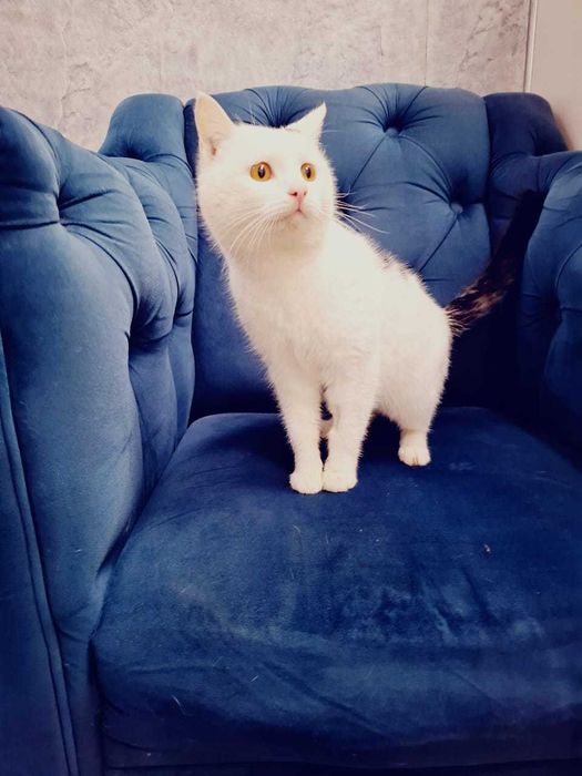 Ищем Ангелу лучших хозяев!