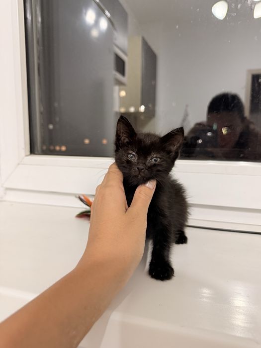 Котенок 1,5 месяца