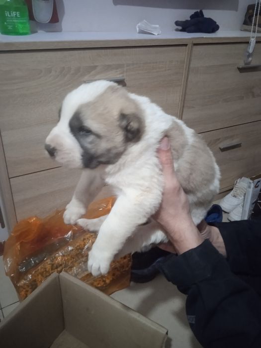 Алабай, щенок 1 мес